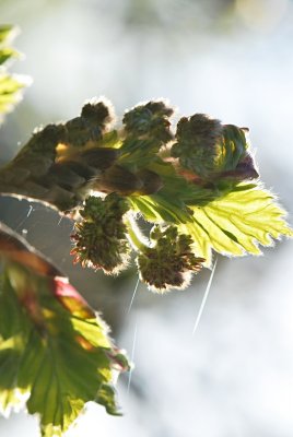 Fagus sylvatica 'Quercifolia'- buk lesní 'Quercifolia' - pučící listy a květenství